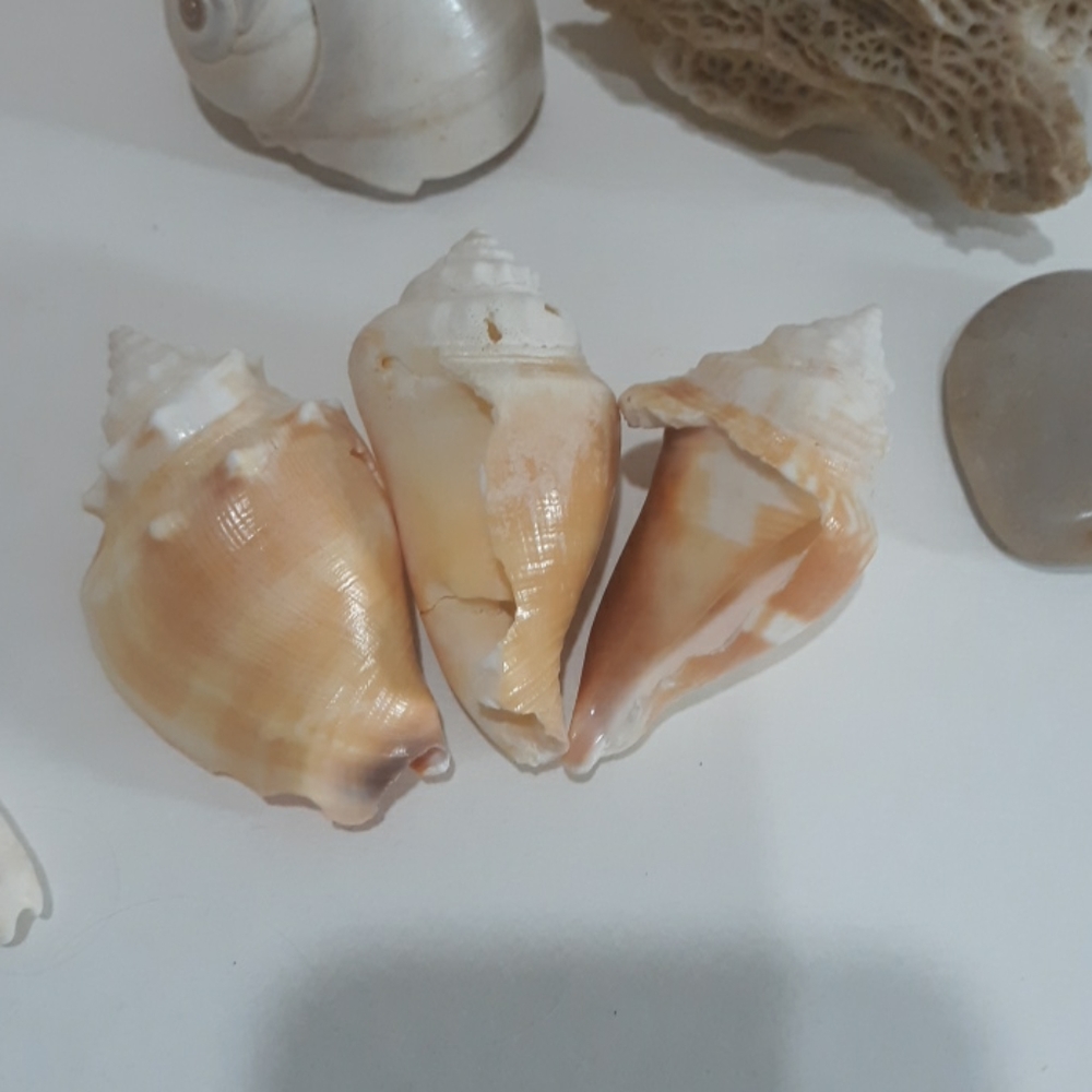Seashell Lot - Picture 3 of 4